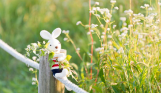 제주 보롬왓 메밀축제