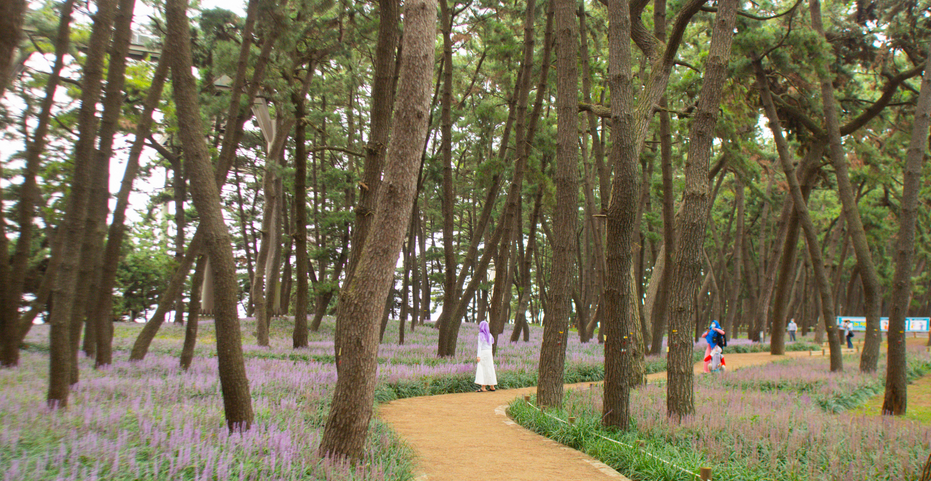 송림산림욕장-전경