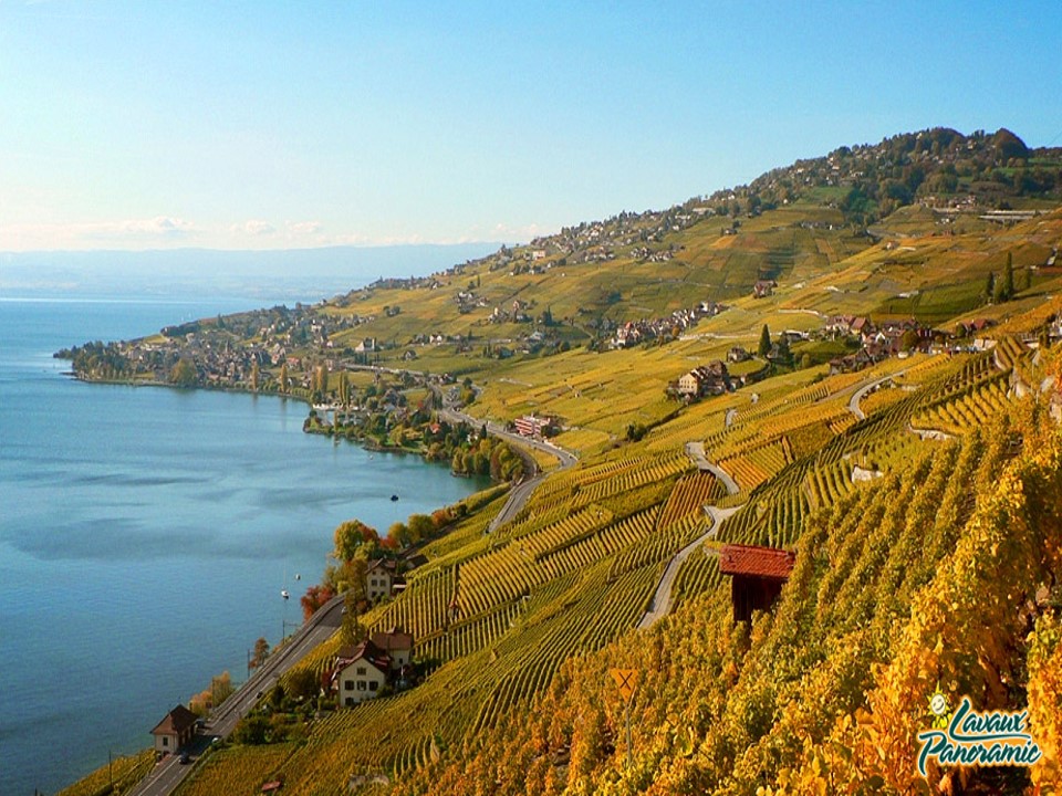 라보 포도밭 사진