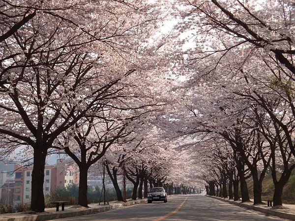 충주 수안보 벚꽃길