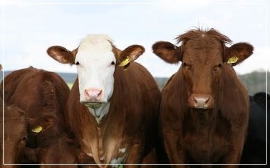 소를 죽이는 꿈