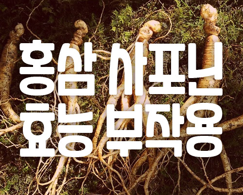 홍삼 사포닌 효능 부작용