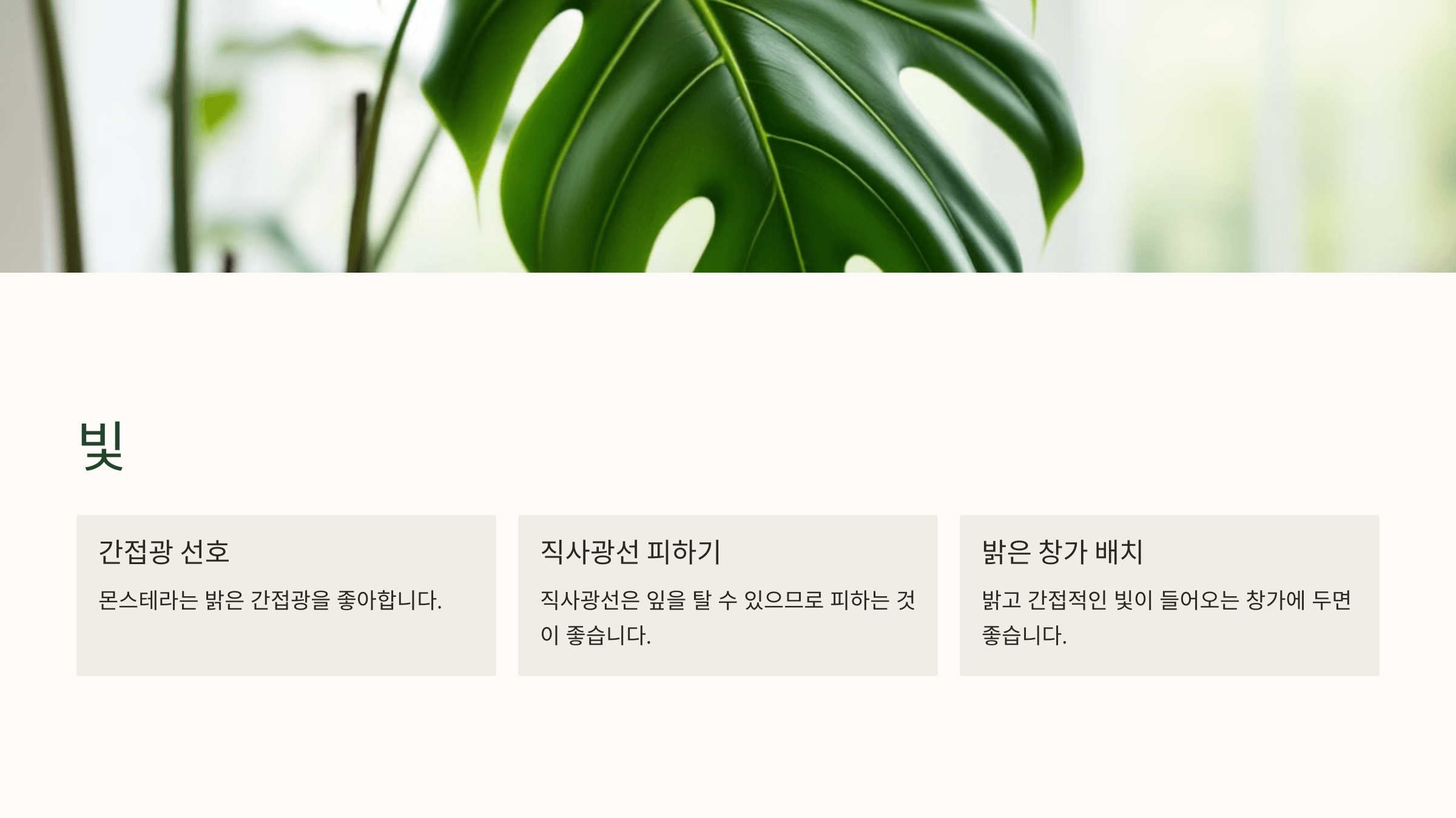 몬스테라와 관련된 사진입니다.