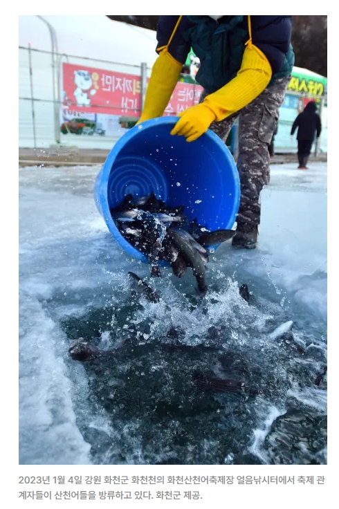 산천어 축제의 현실