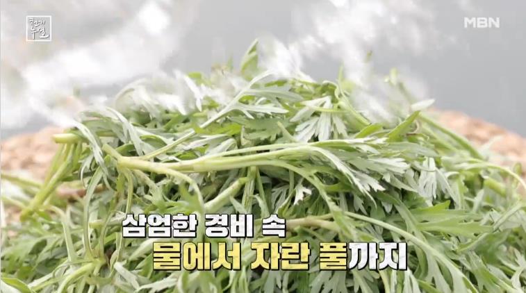 방금 채취한 천기누설 물쑥