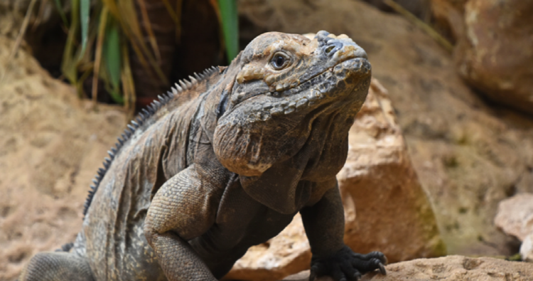 고성 공룡엑스포