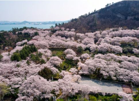 목포 벚꽃 명소