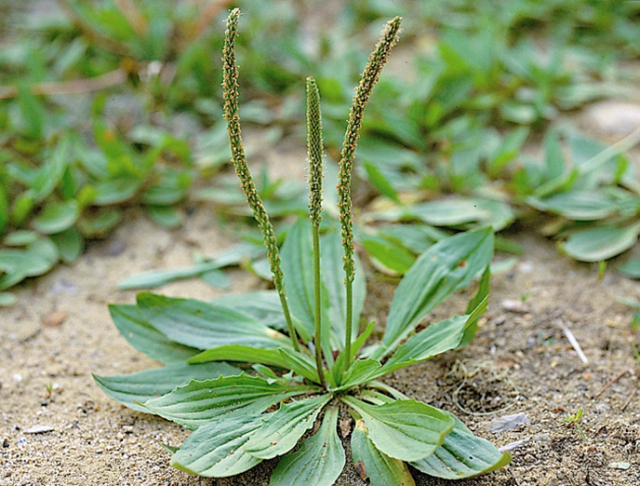 차전자피의 효능 핵심은 '이것'