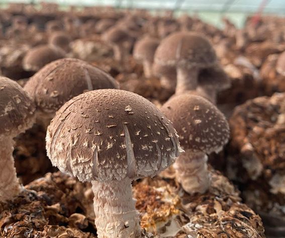 갑상선에 좋은 음식