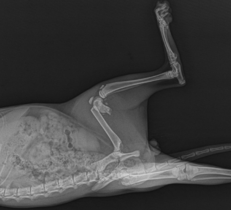 강아지 골절 종류, 증상, 수술 후 관리법 총정리