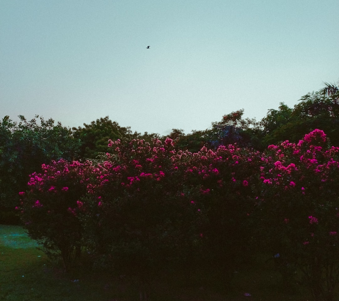 'Nature'