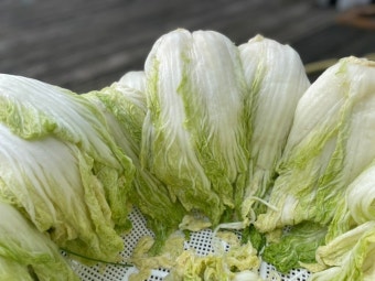 10월 제철음식 배추