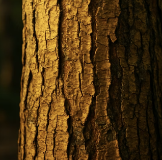 황벽나무 열매&amp;#44; 먹어도 될까? 효능과 독성 팩트체크