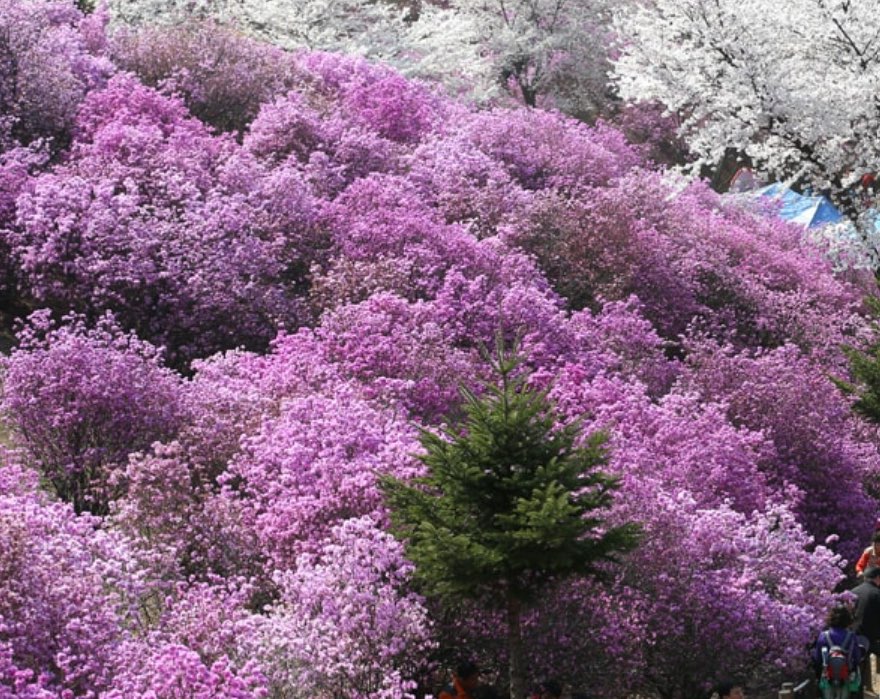 봄꽃축제하는곳