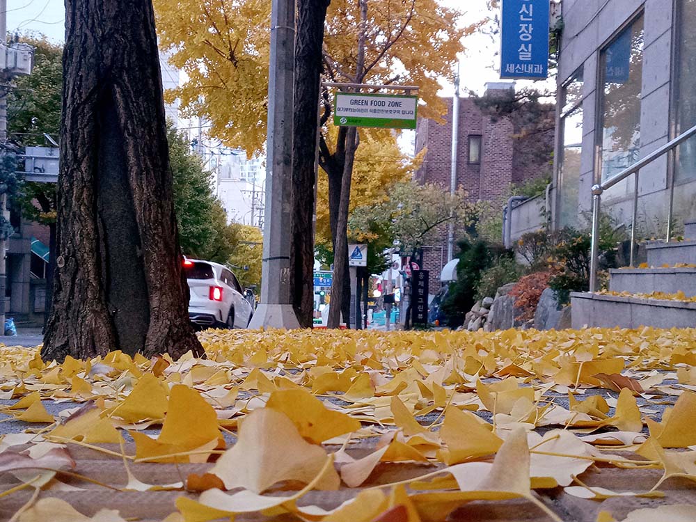 서울 사회복지 걷기대회(ECO Walk, Together Walk)