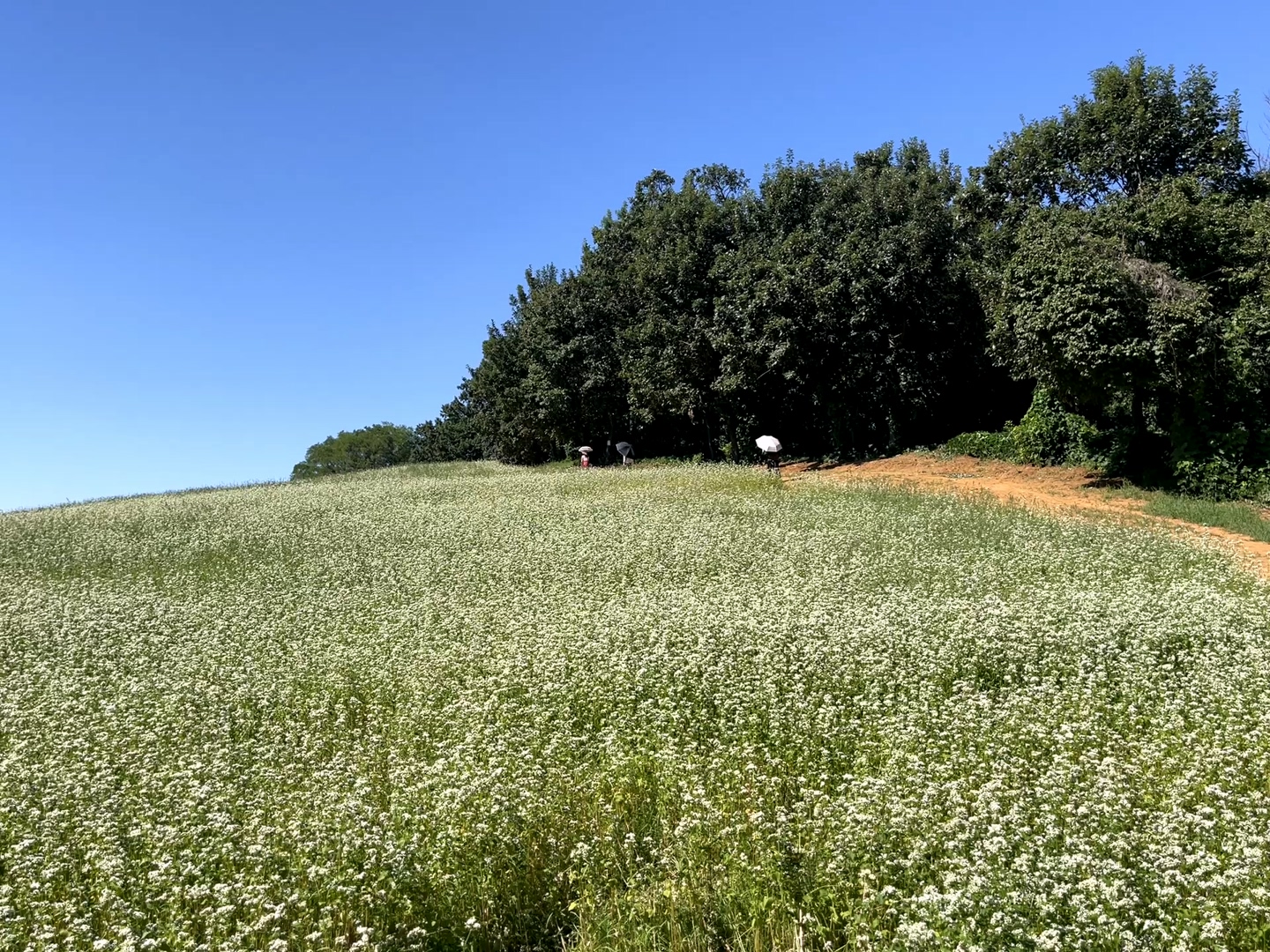 인천 선학동 메밀꽃