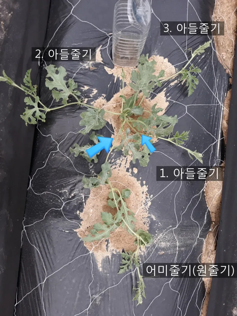 작물 순지르기 유인 기본 토마토 오이 가지 고추 수형관리_3