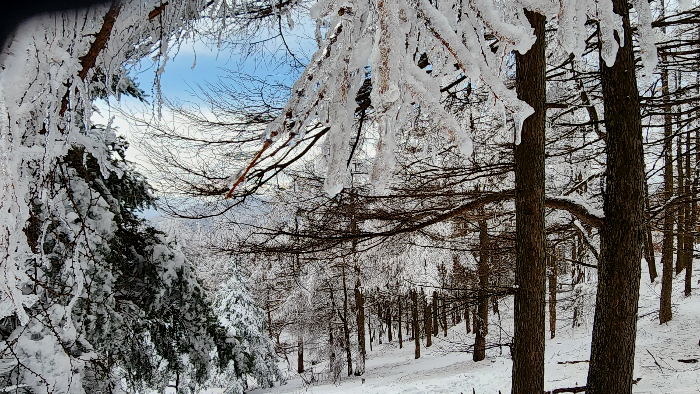 바래봉 설목 빙목