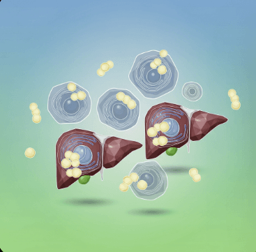 고지혈증 약 종류와 효과5