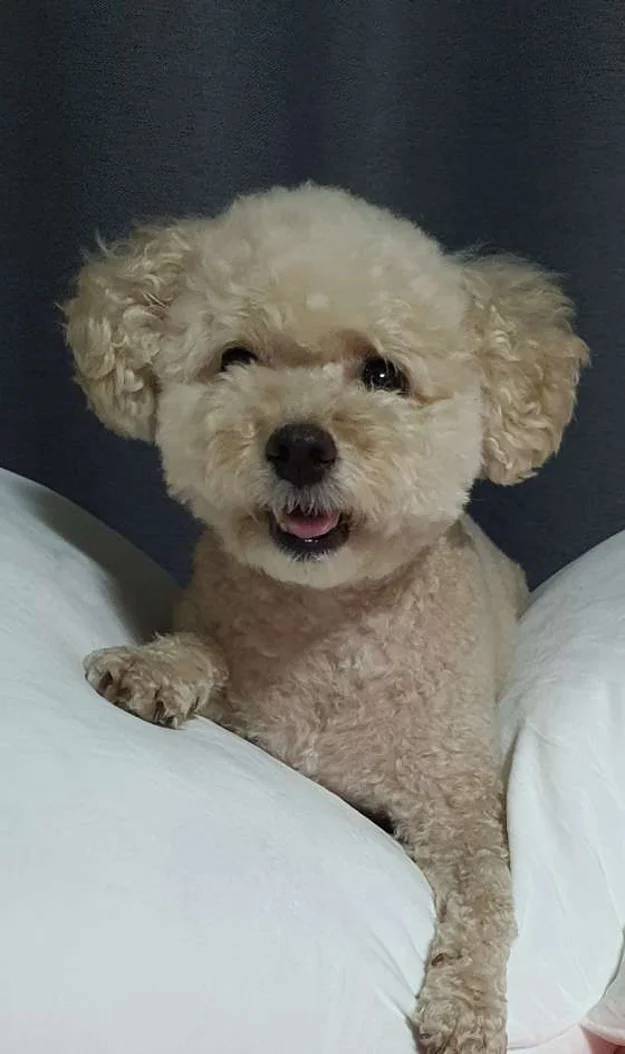 하하동물병원