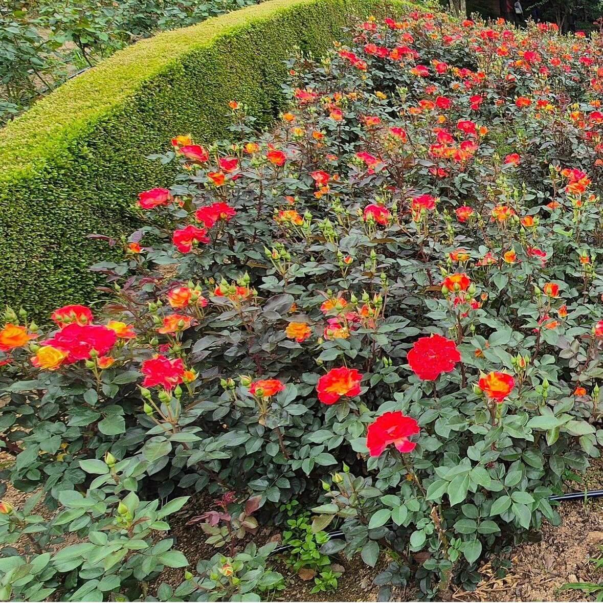 부천 백만송이장미공원 장미축제