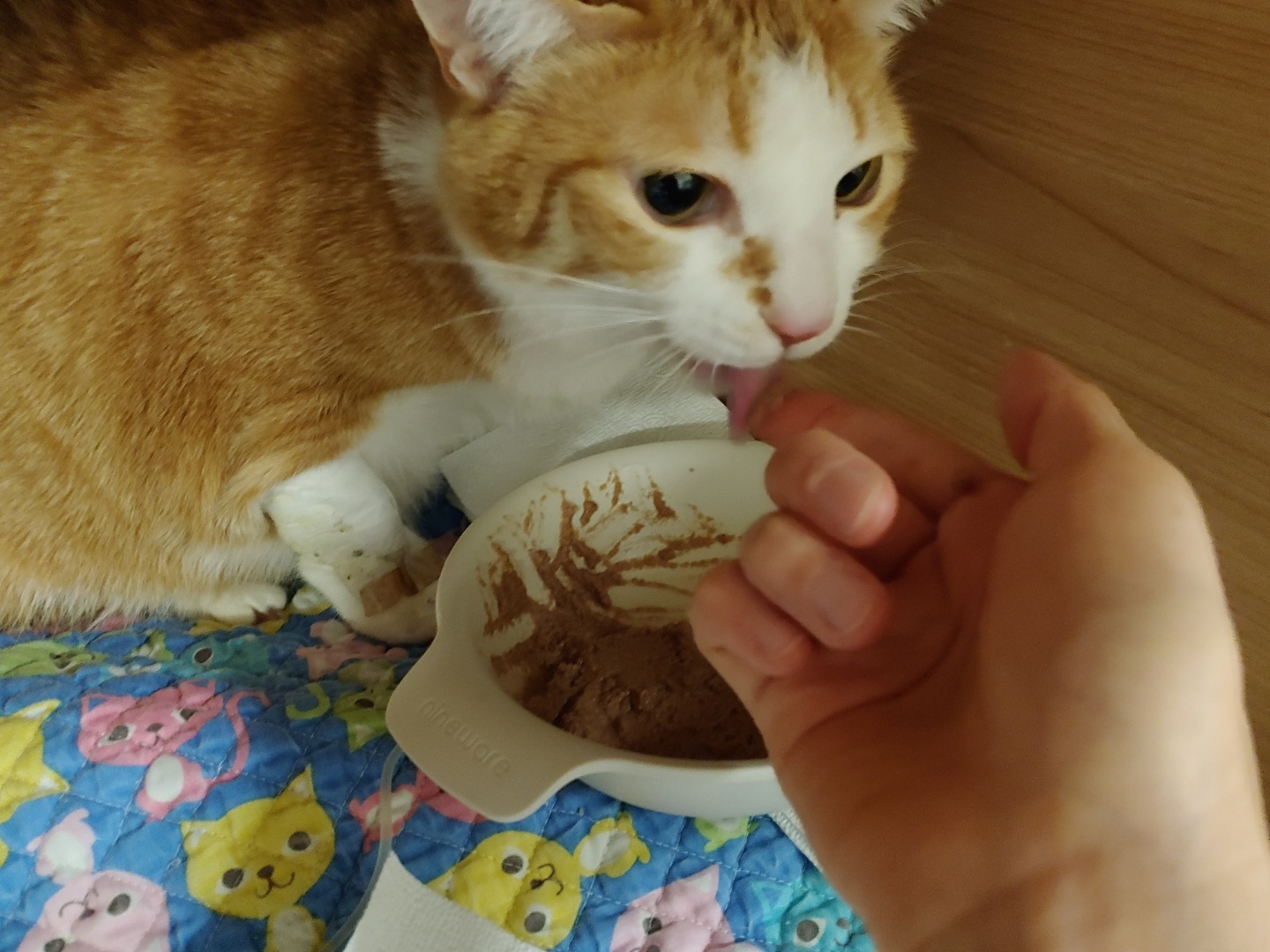 황달로 인한 호야의 입원. 고양이 황달.