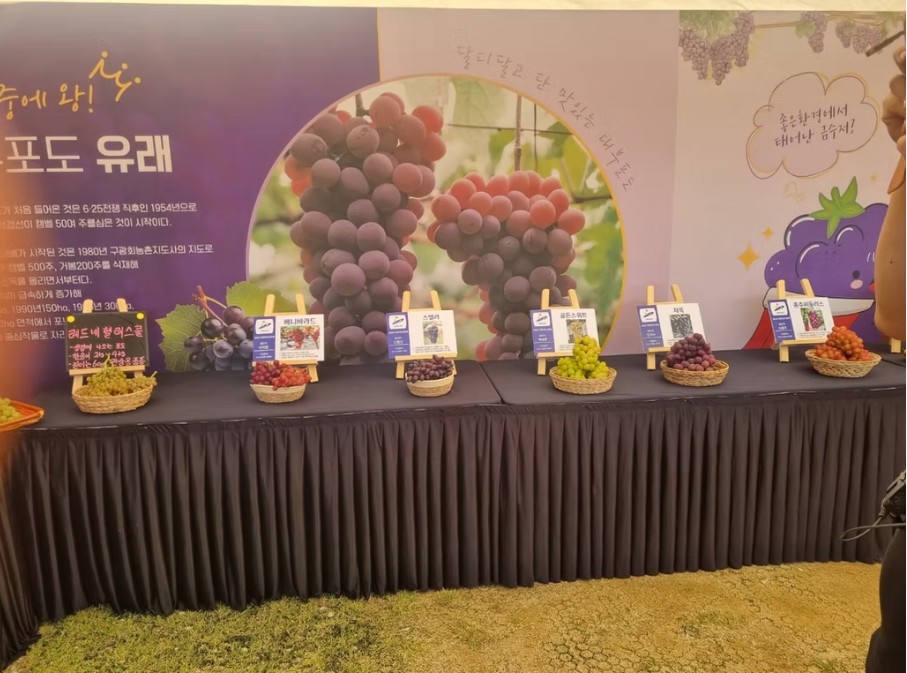 안산 대부포도축제