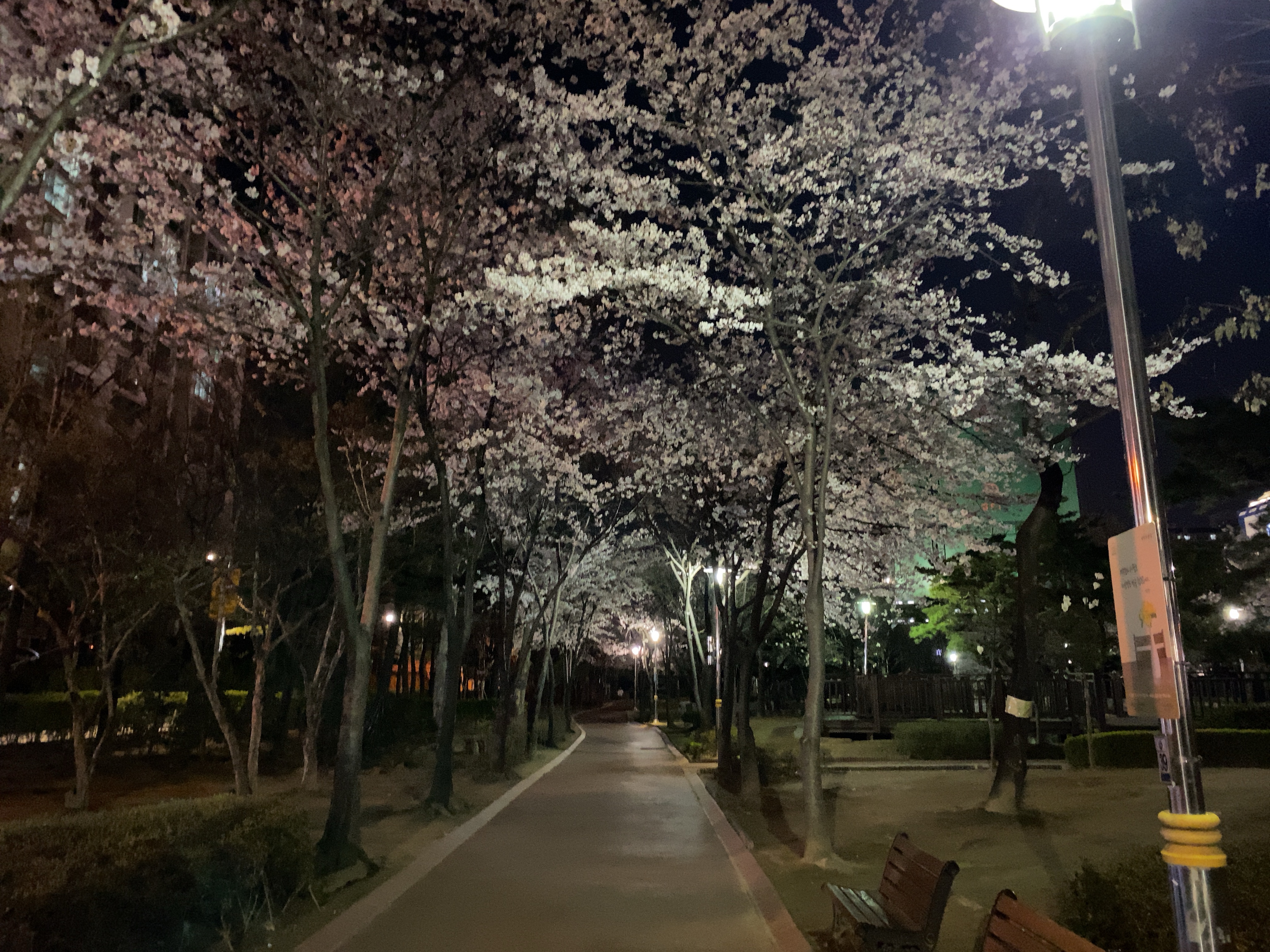 봄 벚꽃 사진