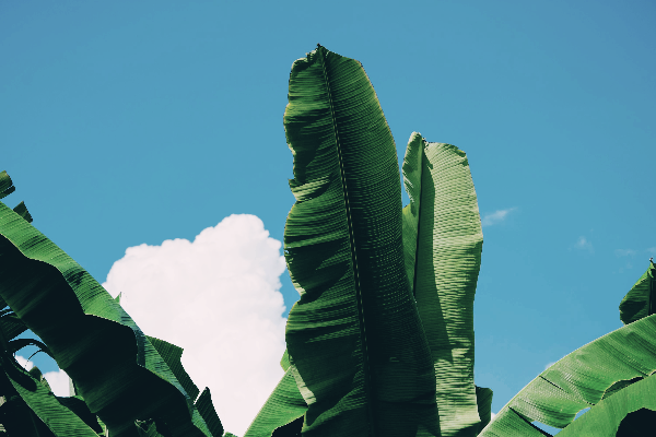 초록색의 심리학