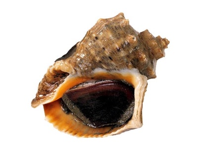 화성 피뿔고둥 양념코너 5호점&amp;#44; 궁평항 근처 회 맛집에서 만나는 제철 해산물