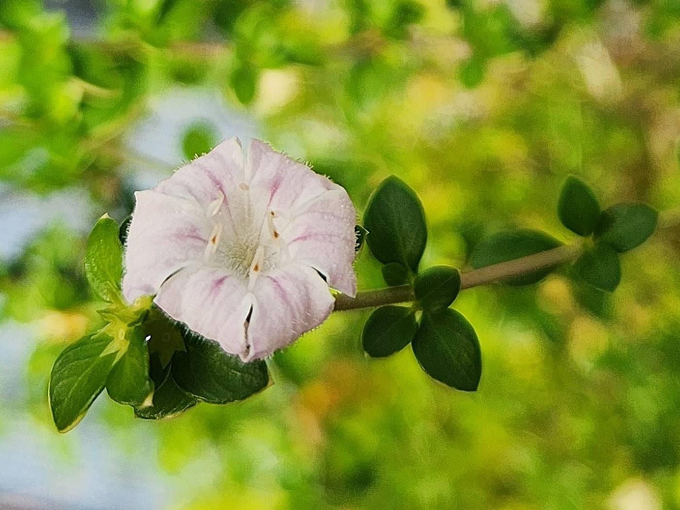 백정화
