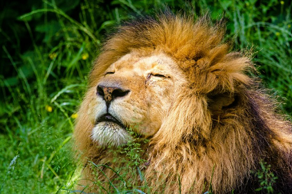 사자꿈 상황별 해몽