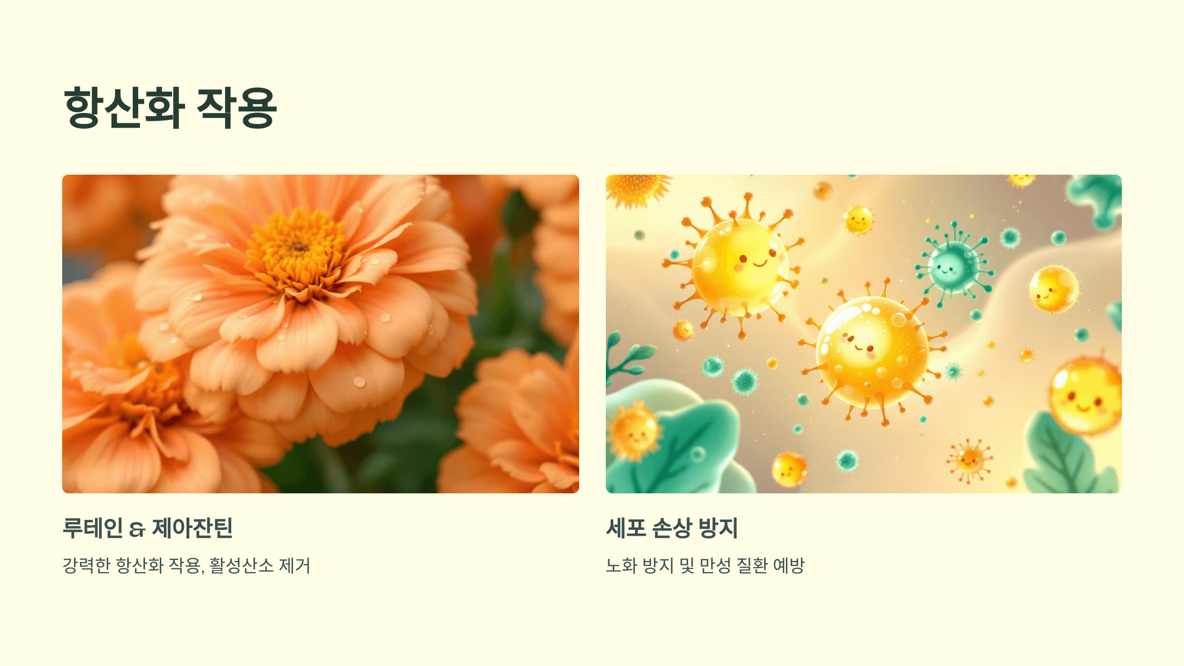 메리골드 꽃차 사진입니다.