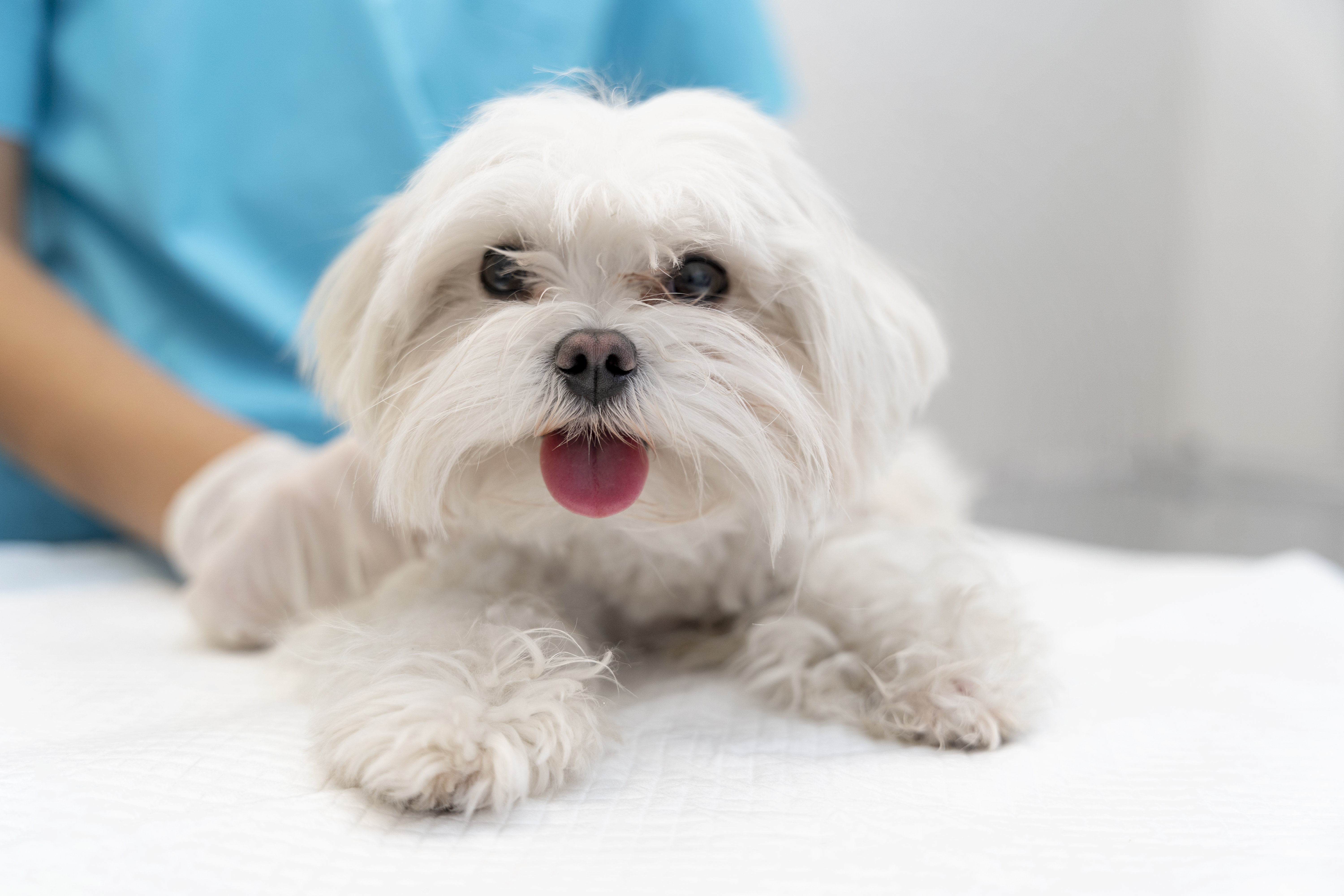 강아지 쿠싱증후군