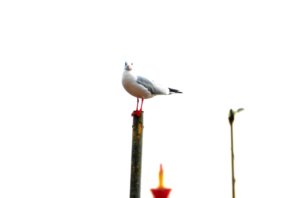 해운대 미포항 갈매기