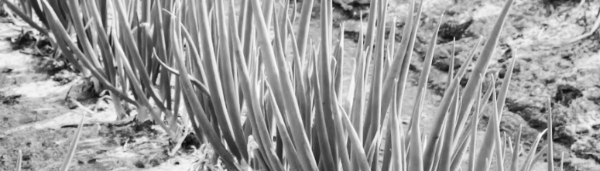 대파 씨앗 파종시기