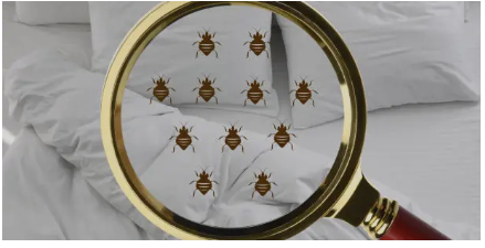 대구호텔 진드기 호텔대처 미흡, 도대체 어느 호텔