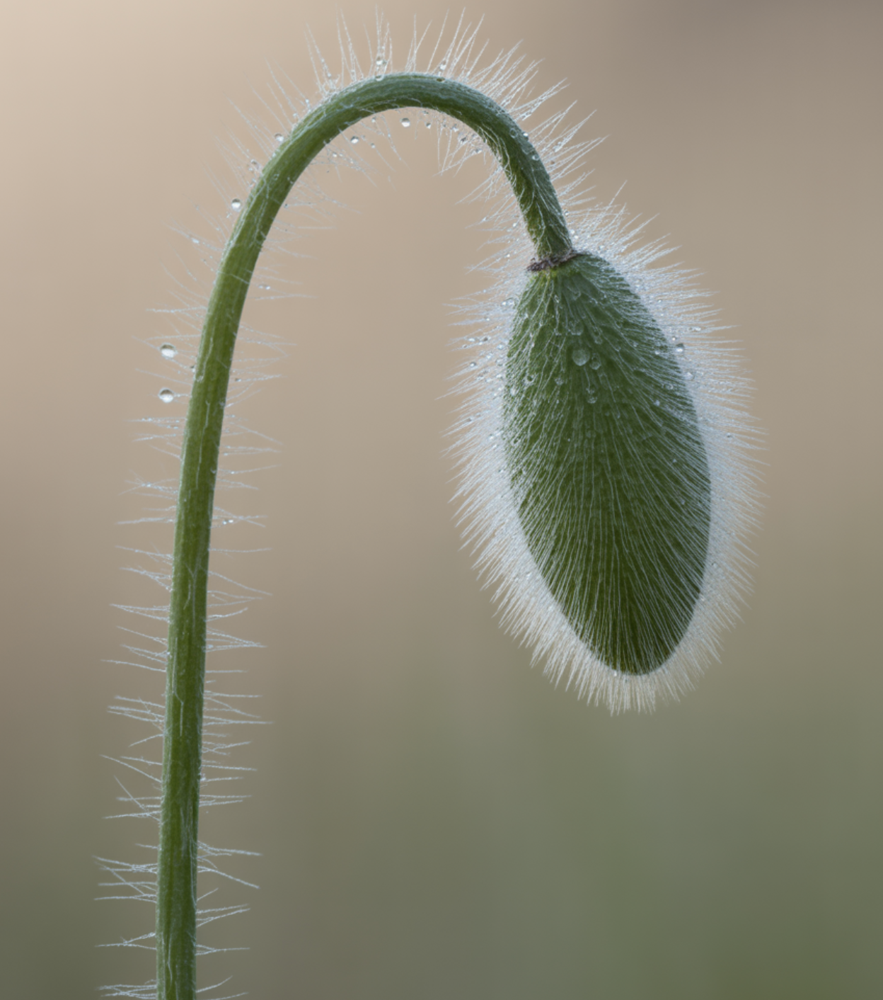 결정적 단서 1: 줄기를 만져보세요