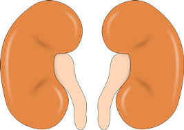 콩팥이 안 좋으면 나타나는 증상