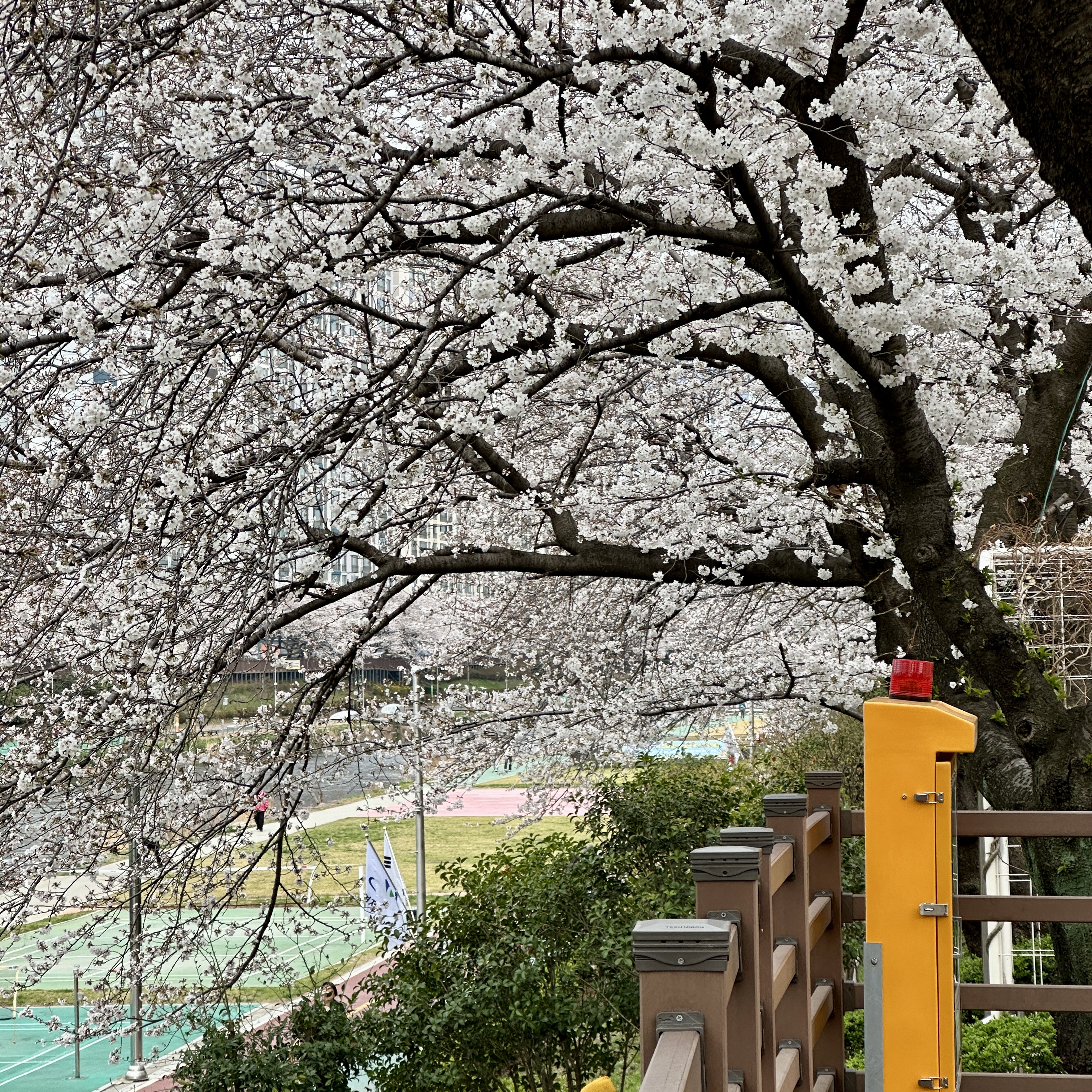 온천천시민공원_벚꽃실시간