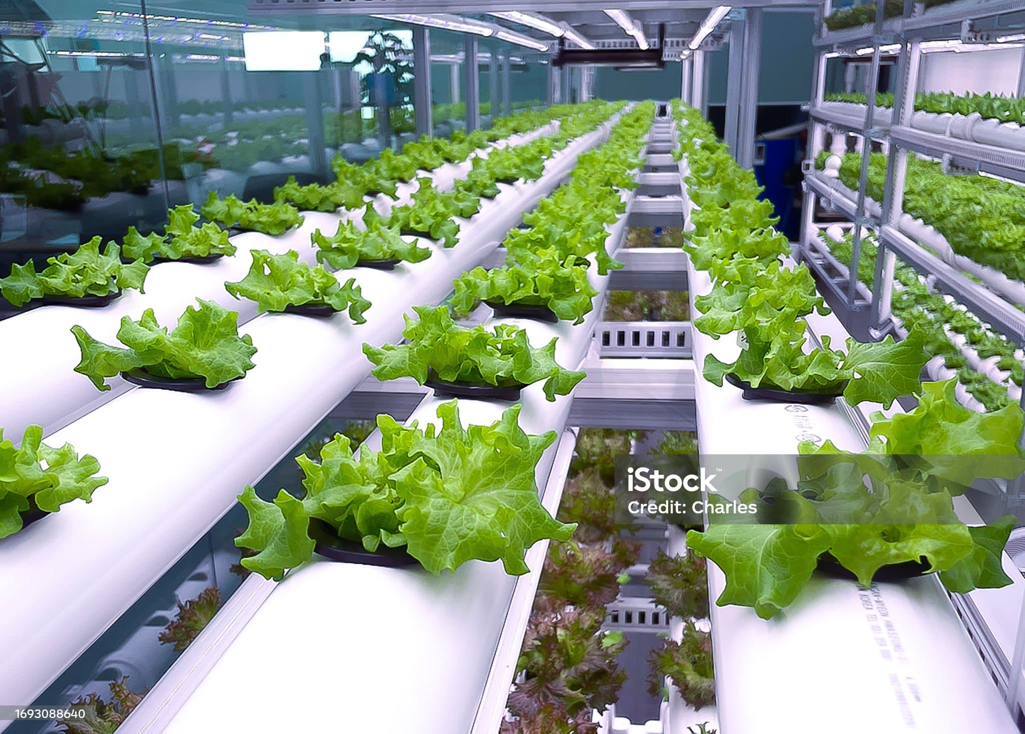수경재배의 진화: 도심에서 펼쳐지는 물 기반 농업(Hydroponics Urban Farming)