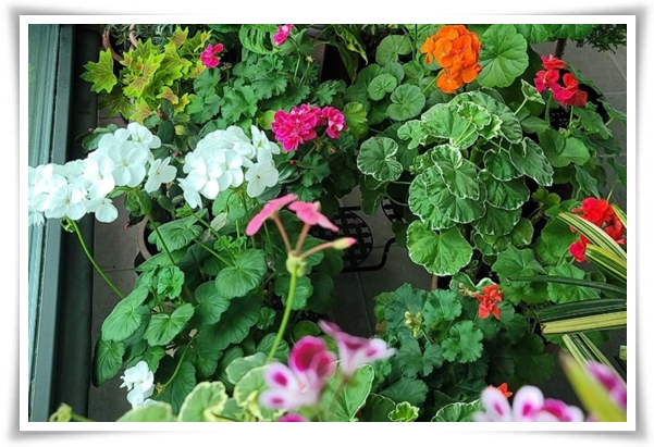 "제라늄 키우기" 365일 꽃을 피우며 향기와 아름다움과 공기 정화까지!