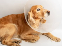 강아지 중성화 수술 후 관리법 [금식&amp;#44; 산책&amp;#44; 목욕]