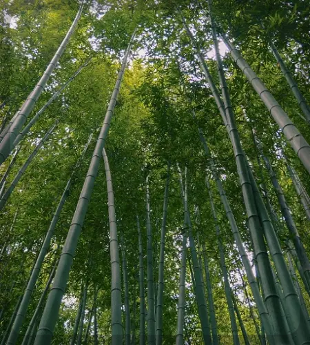 담양 대나무축제_2