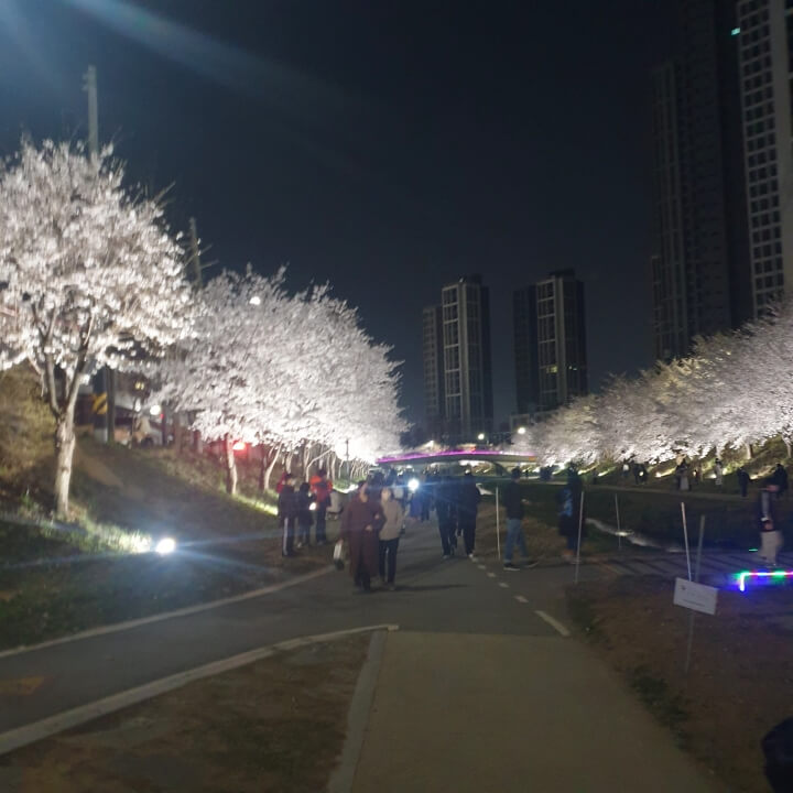원성천 야간벚꽃