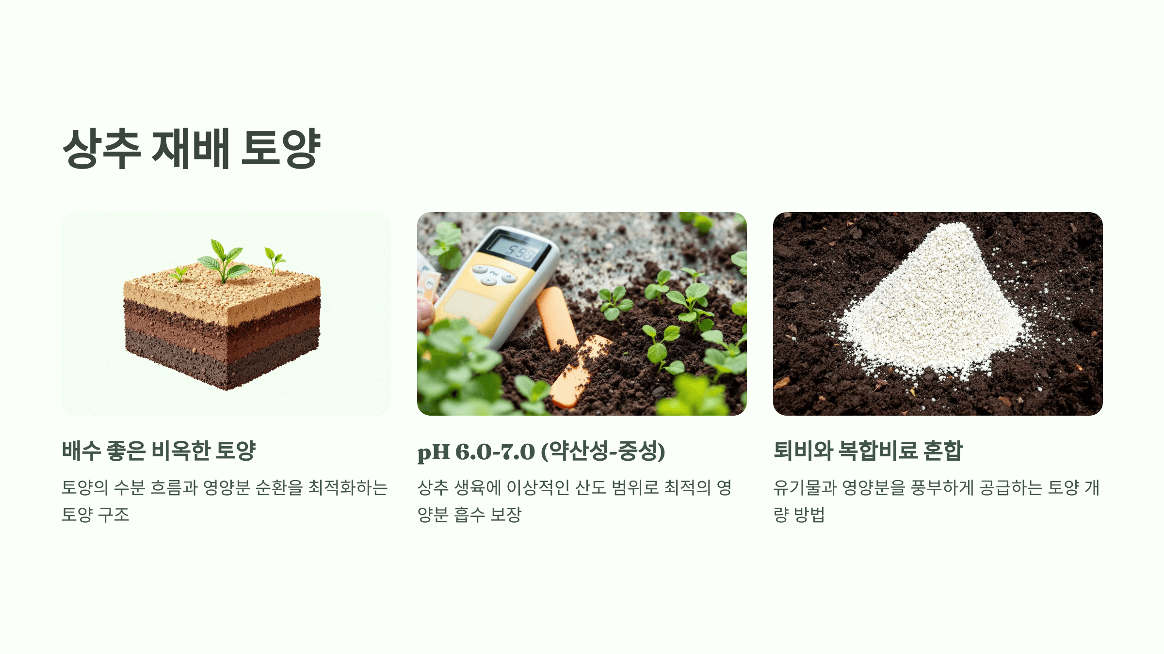 상추 사진입니다.