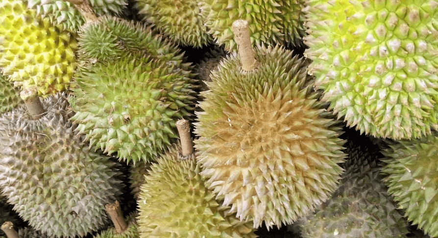 과일 두리안 사진 - 12