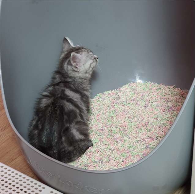 아기 고양이 별찌가 두부모래가 담긴 성묘용 높은 고양이 화장실 안에 들어가 있는 모습
