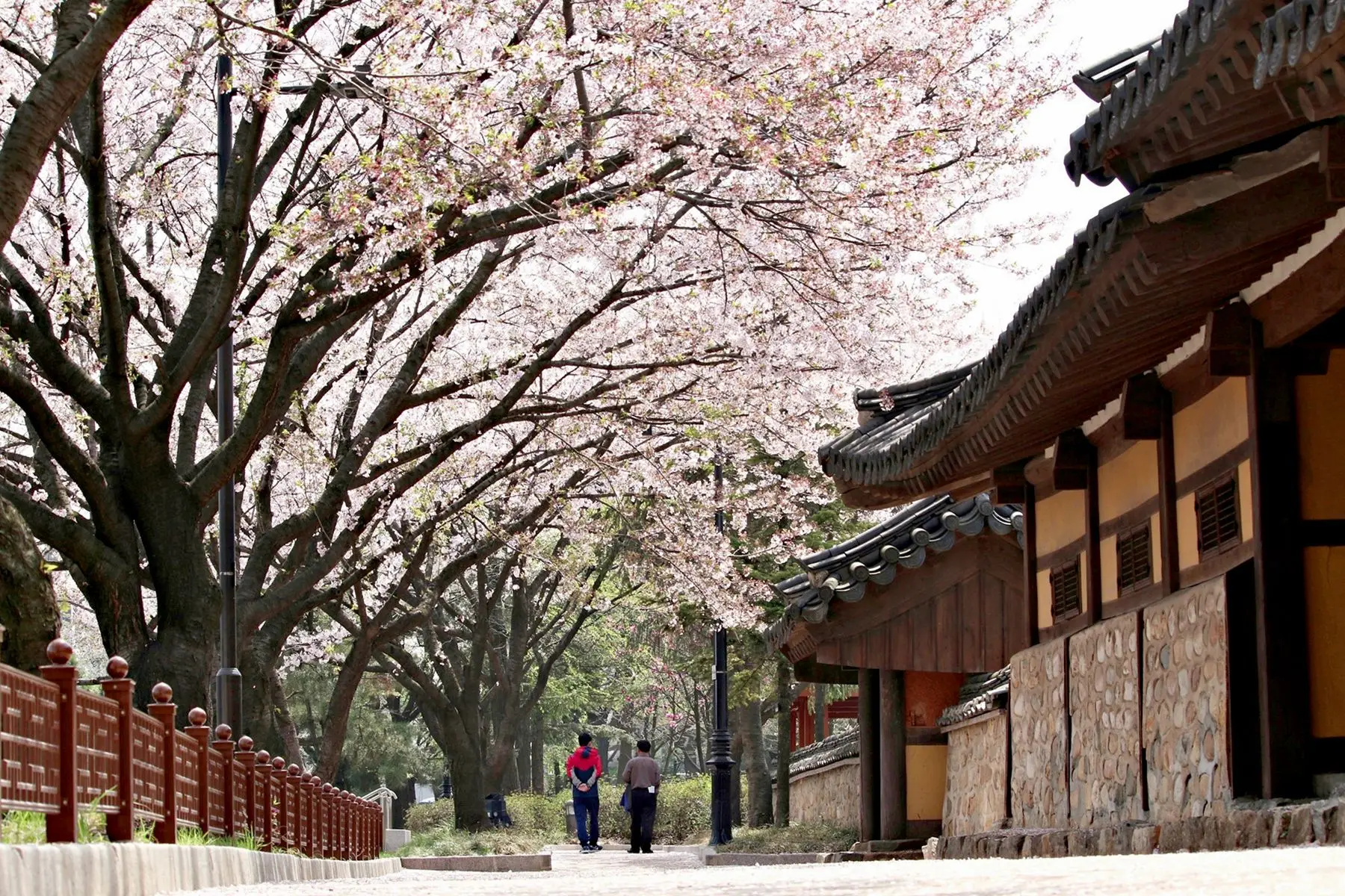 화도진 공원 벚꽃