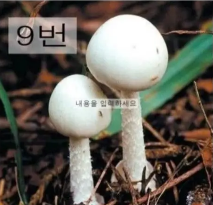 독버섯 테스트
